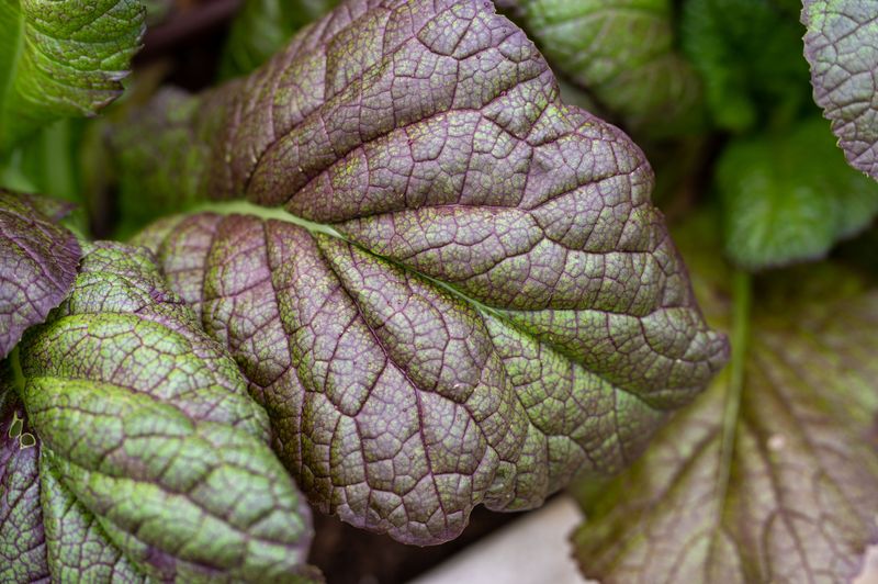 Mizuna Brings Fast Growth And Mild Heat Mizuna Brings Fast Growth And Mild Heat