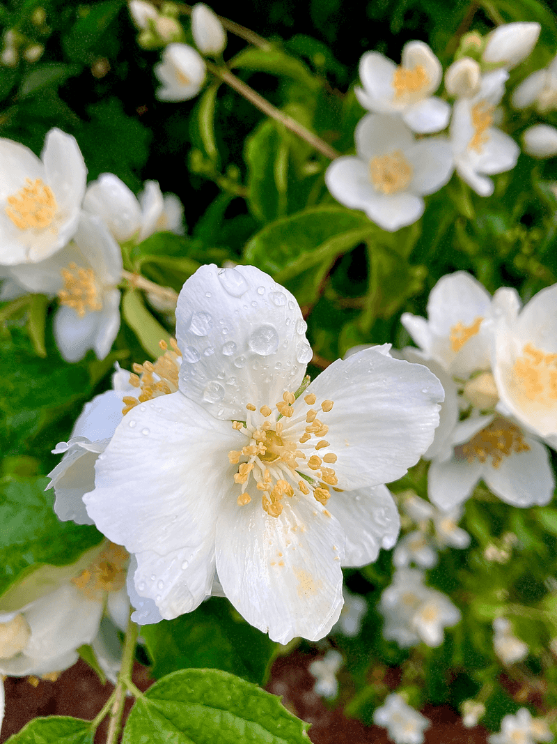 Mock Orange Gives A Taller Screen With Fragrant Summer Flowers