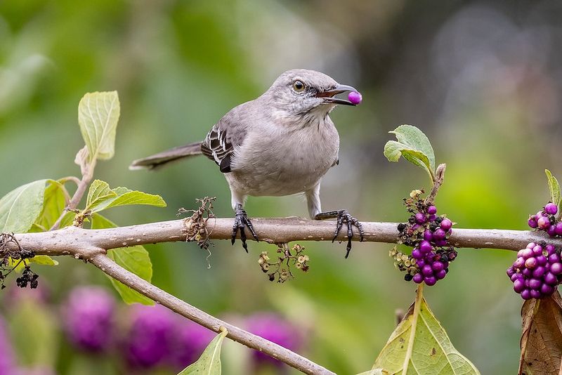 Mockingbirds Zero In As The First Clusters Ripen Mockingbirds Zero In As The First Clusters Ripen