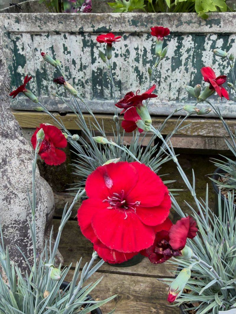 Modern Garden Centers Rarely Spotlight Classic Carnations Modern Garden Centers Rarely Spotlight Classic Carnations