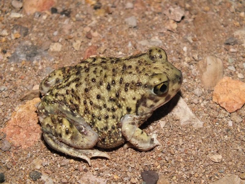 Moist Conditions Bring Toads Out Of Their Shelters Moist Conditions Bring Toads Out Of Their Shelters