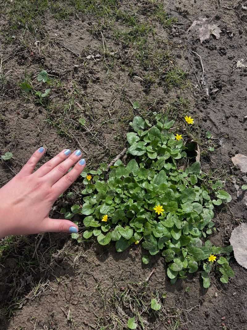 Moist Ground Helps Colonies Expand Fast Moist Ground Helps Colonies Expand Fast