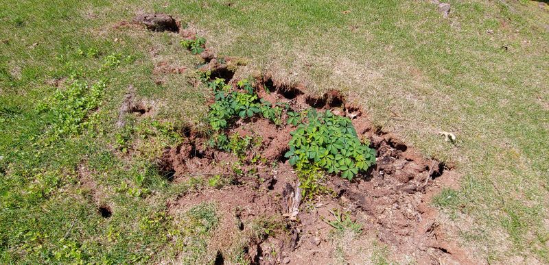Moist Ground Makes Buried Prey Easier To Find Moist Ground Makes Buried Prey Easier To Find