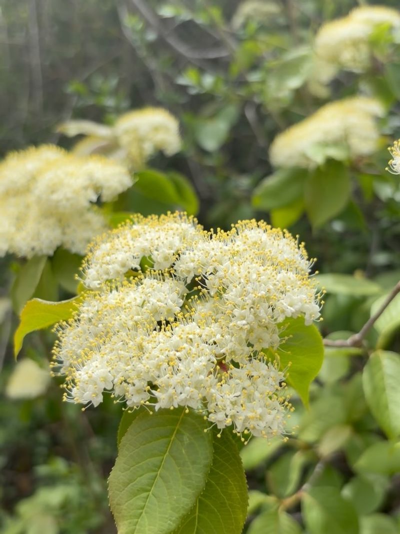 Moist Ground Matches Where It Naturally Grows Moist Ground Matches Where It Naturally Grows