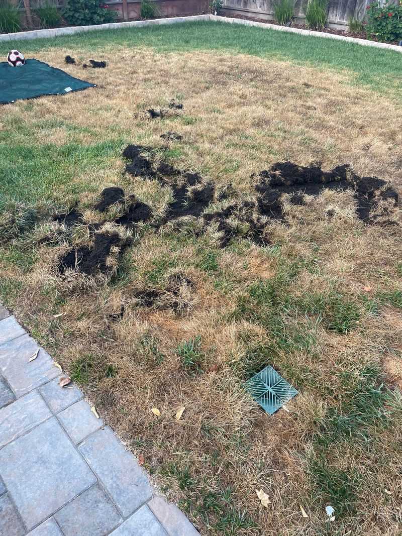 Moist Lawn Areas Can Attract More Digging