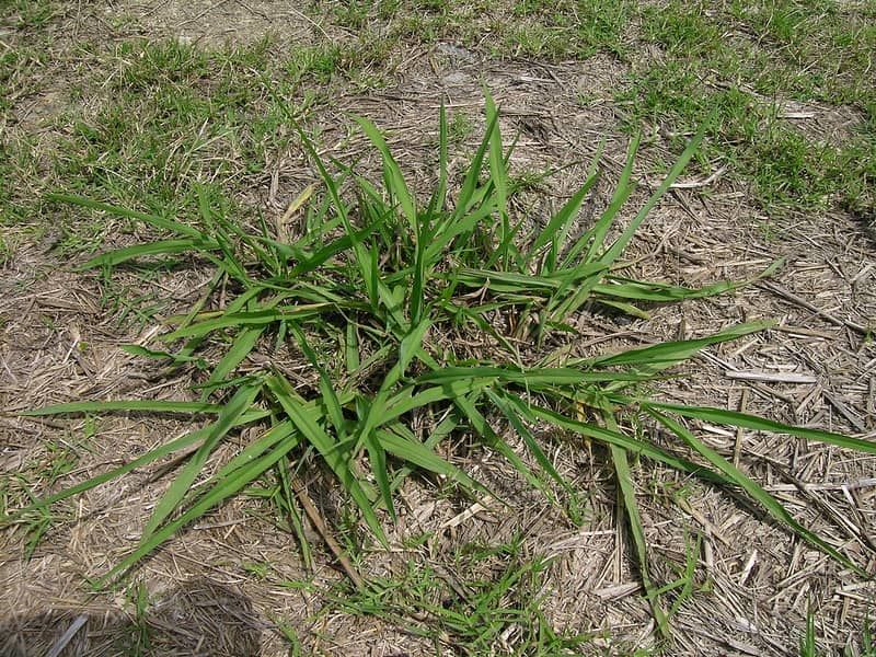 Moist Lawn Areas Can Encourage Its Spread