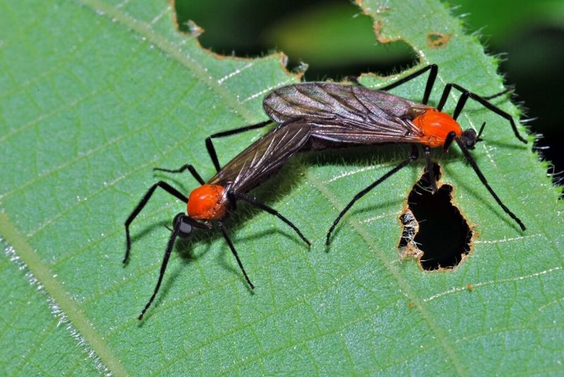 Moist Organic Debris Creates Suitable Larval Habitat Moist Organic Debris Creates Suitable Larval Habitat