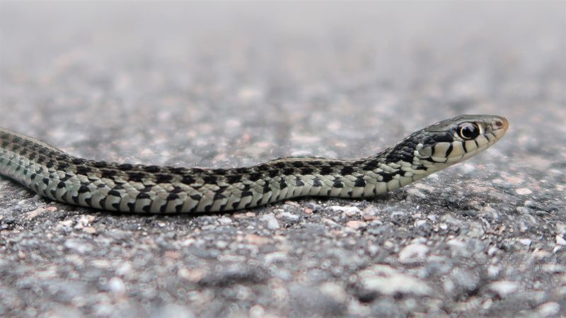 Moist Planting Beds Create The Conditions Their Prey Uses