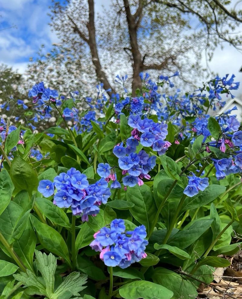 Moist Shade Becomes Useful Garden Space