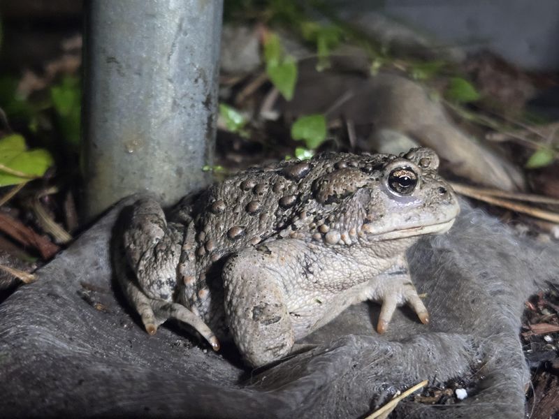 Moist Shaded Spots Attract Toads Naturally Moist Shaded Spots Attract Toads Naturally