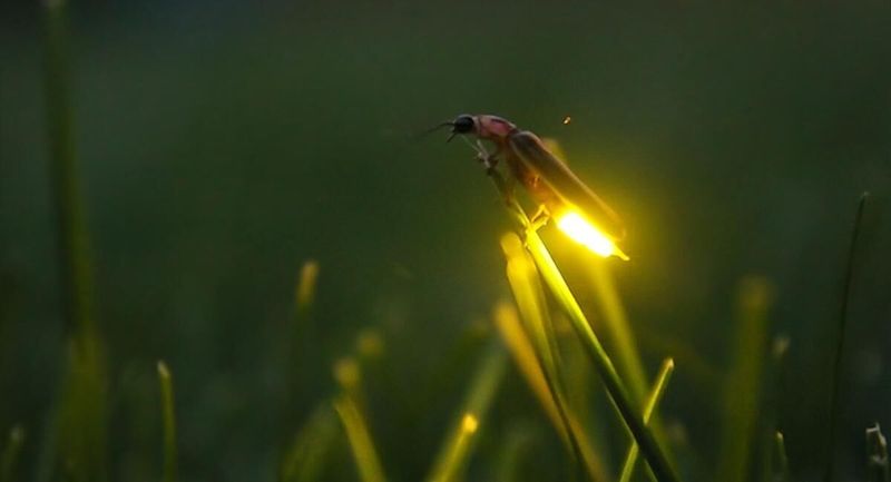 Moist Soil After Summer Rain Suits Firefly Habitat Moist Soil After Summer Rain Suits Firefly Habitat