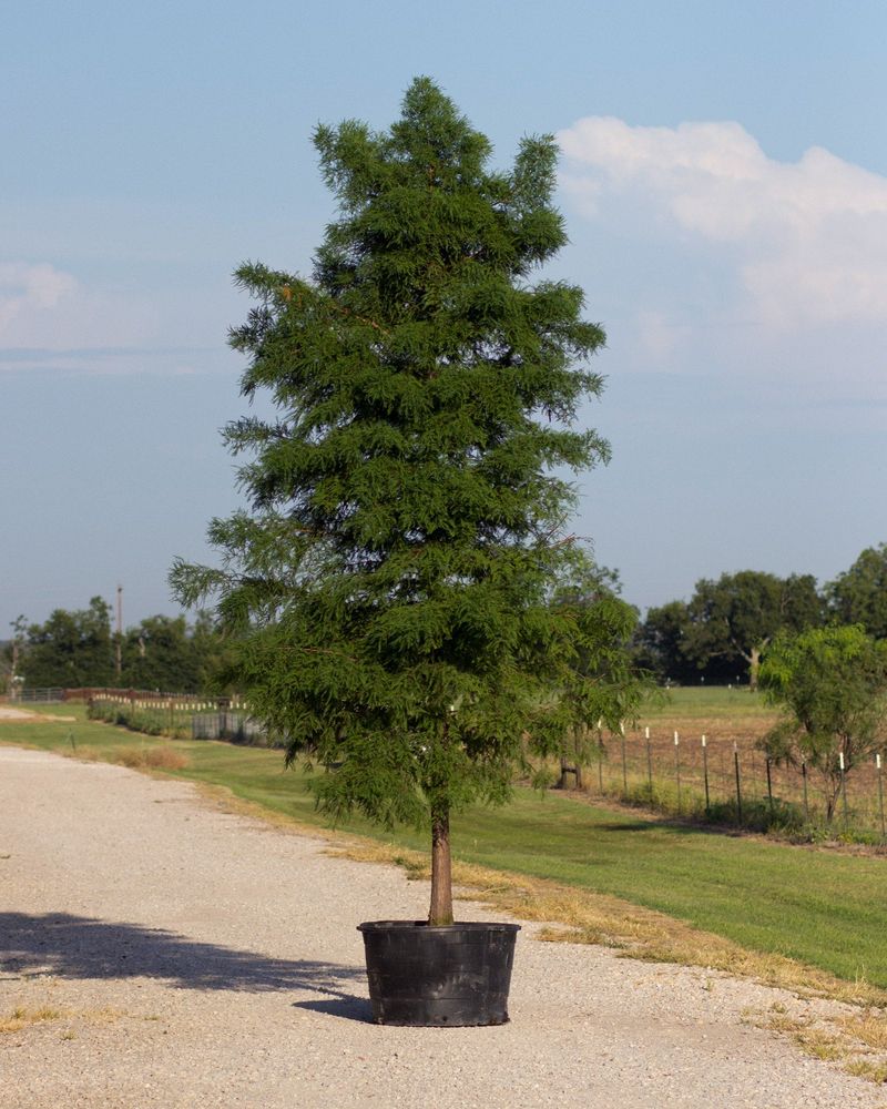 Moist Soil Beats A Backyard Swamp For Faster Growth Moist Soil Beats A Backyard Swamp For Faster Growth