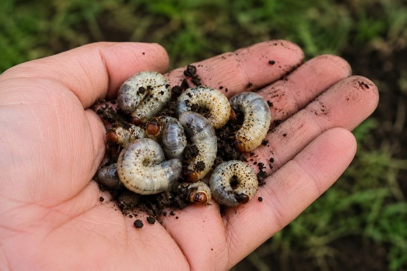 Moist Soil Helps Eggs And Grubs Survive
