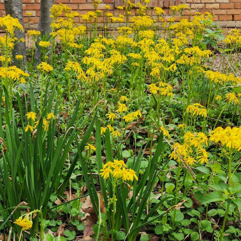 Moist Soil Helps It Establish Fast