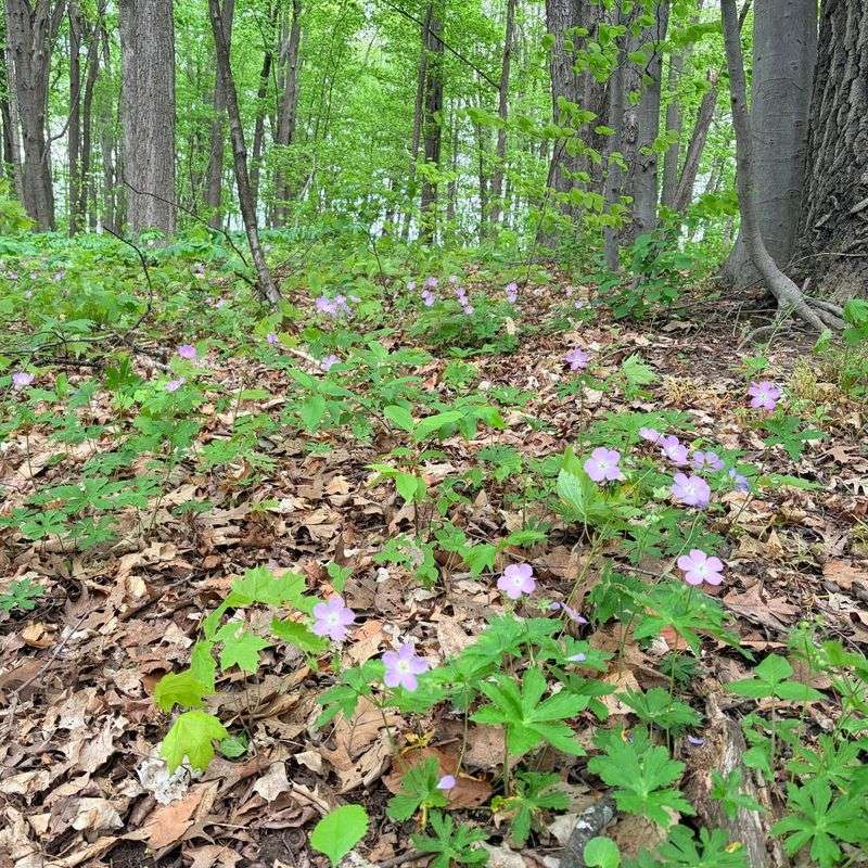 Moist Soil Helps It Establish