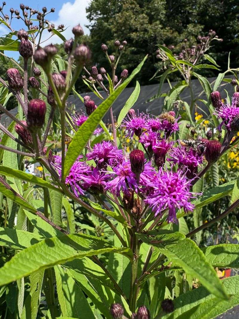 Moist Soil Helps It Perform Its Best Moist Soil Helps It Perform Its Best