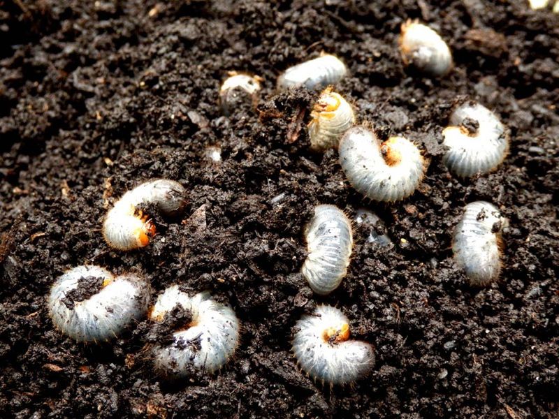 Moist Soil Keeps Grubs And Earthworms Within Mole Range Moist Soil Keeps Grubs And Earthworms Within Mole Range