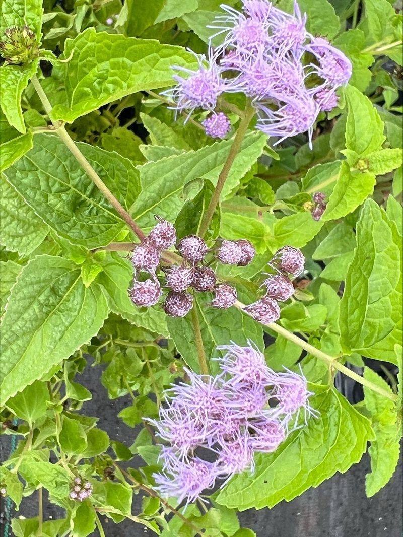 Moist Soil Keeps It Happy