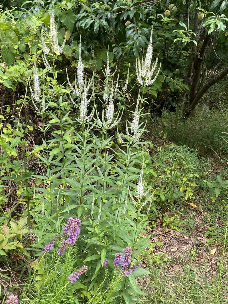 Moist Soil Keeps It Happy