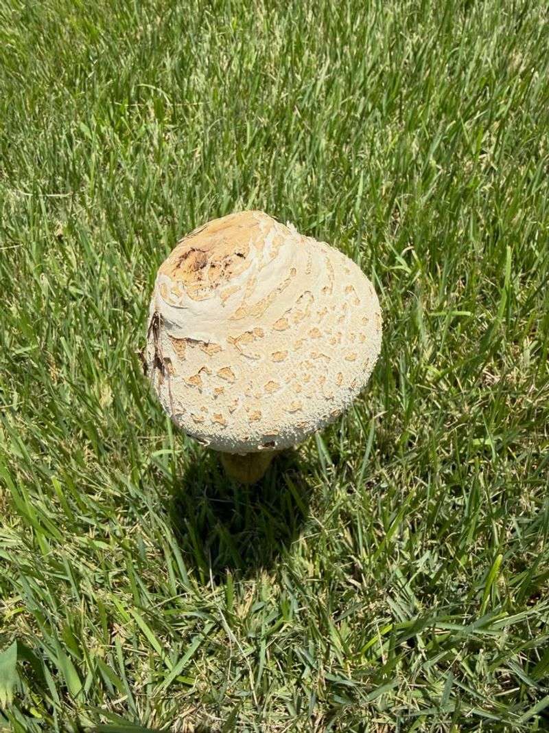 Moist Soil Woke Up Hidden Fungi Moist Soil Woke Up Hidden Fungi