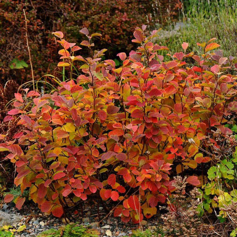 Moist Well Drained Soil Keeps Fothergilla Growing Well