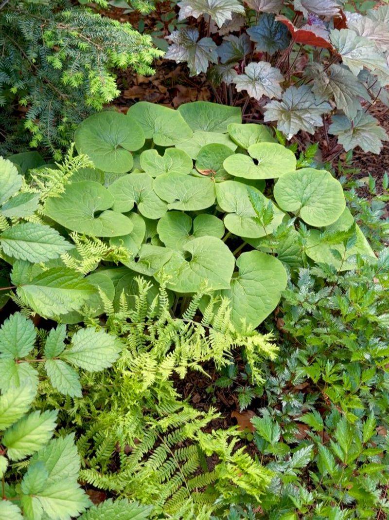 Moist Woodland Soil Gives The Best Growth