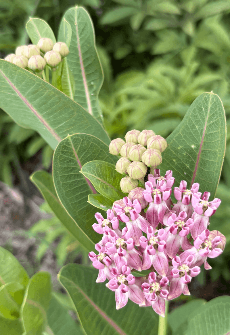 Moister Prairie Soil Is Where It Can Outperform Butterfly Weed