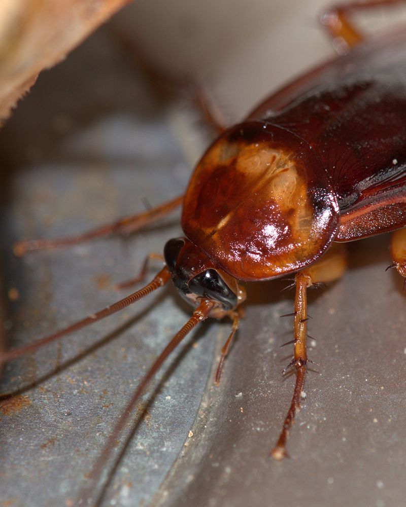 Moisture As The Main Attraction For Roaches