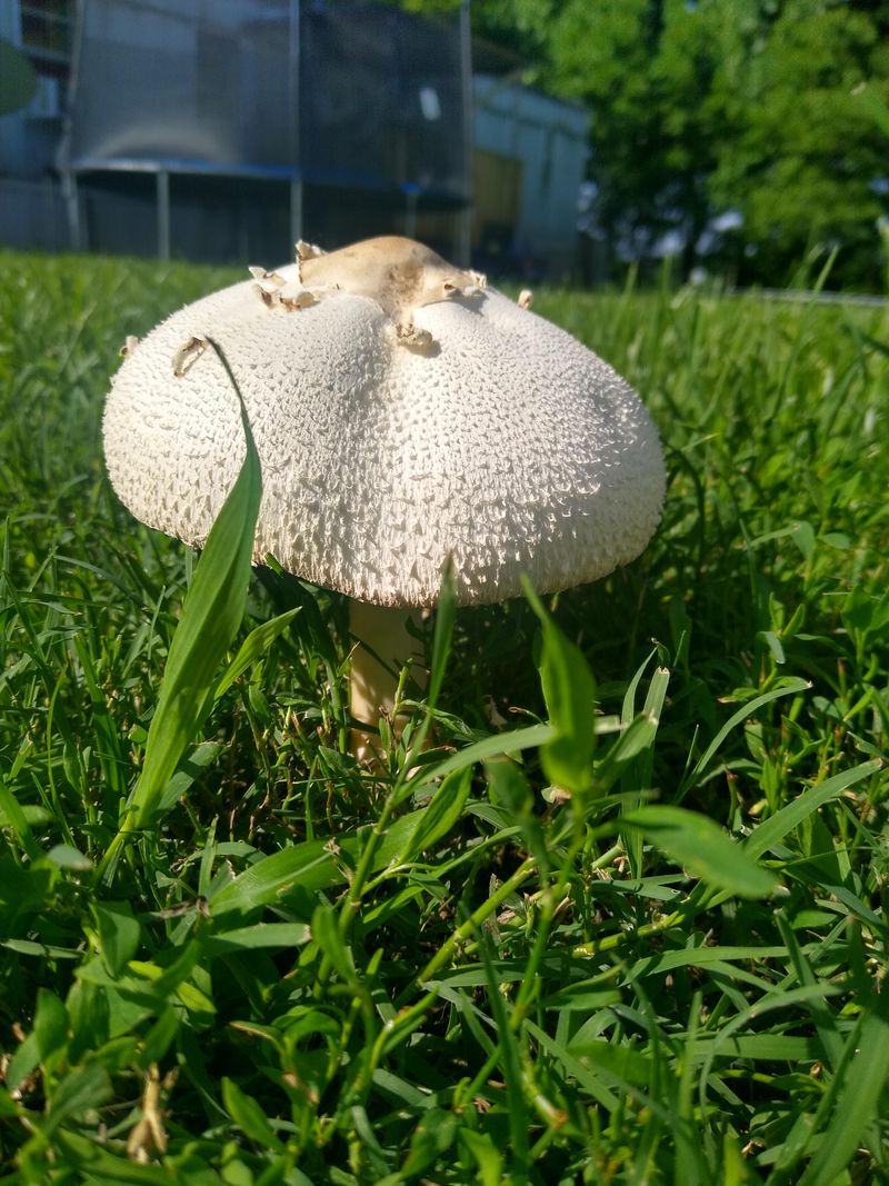 Moisture Can Keep Mushrooms Coming Back Moisture Can Keep Mushrooms Coming Back