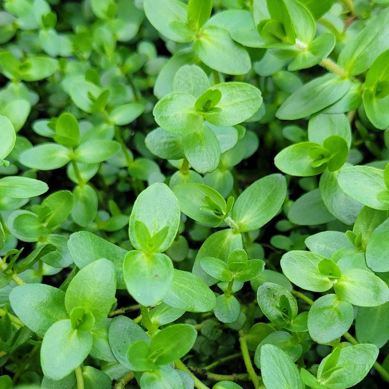 Moisture Is Essential For Healthy Growth