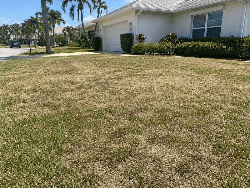 Moisture-Stressed Turf Is Especially Vulnerable