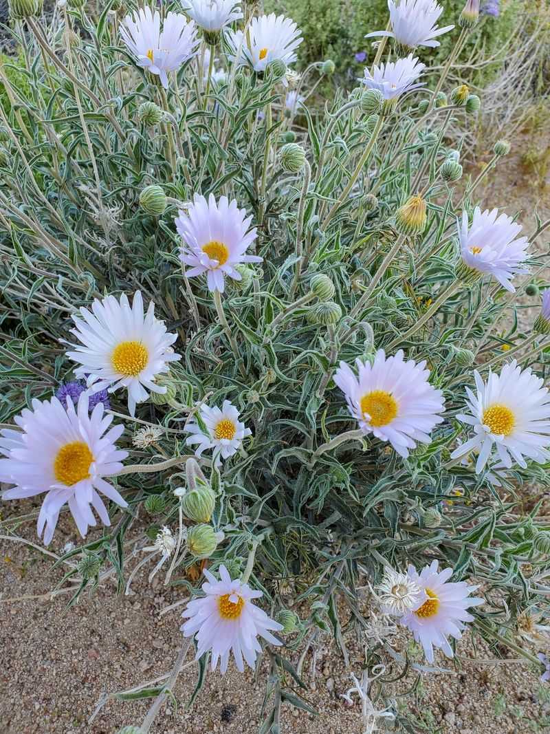 Mojave Aster Gives Dry Beds A Burst Of Purple Mojave Aster Gives Dry Beds A Burst Of Purple