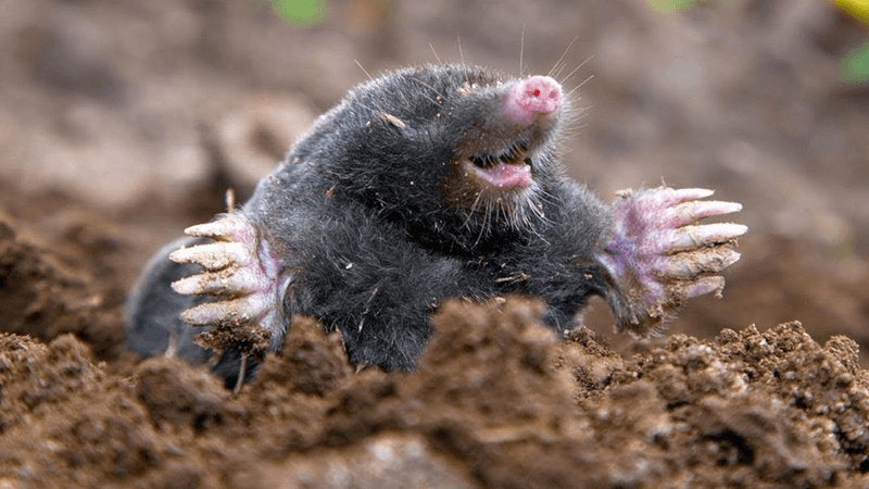 Moles Follow Underground Food Rather Than Brown Grass Moles Follow Underground Food Rather Than Brown Grass