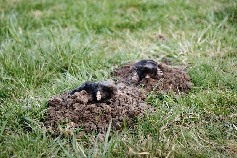 Moles Usually Leave Raised Tunnels Instead Moles Usually Leave Raised Tunnels Instead
