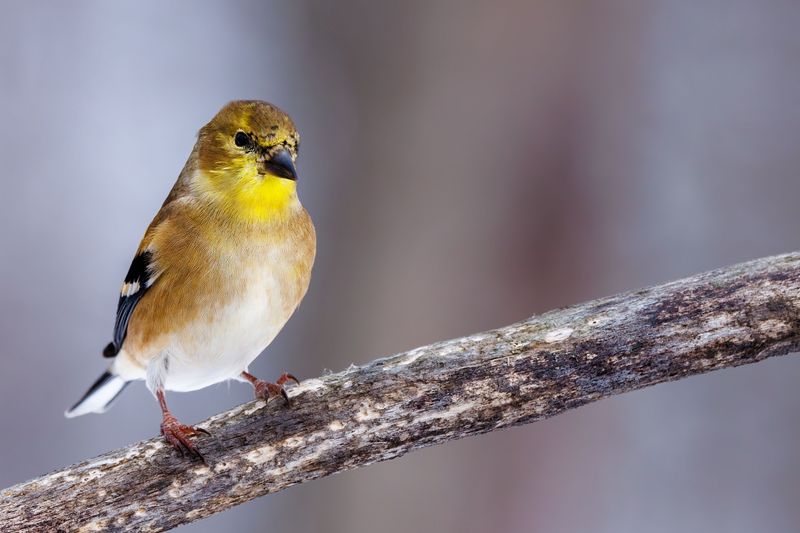 Molting Season And What It Means For Their Appearance Molting Season And What It Means For Their Appearance