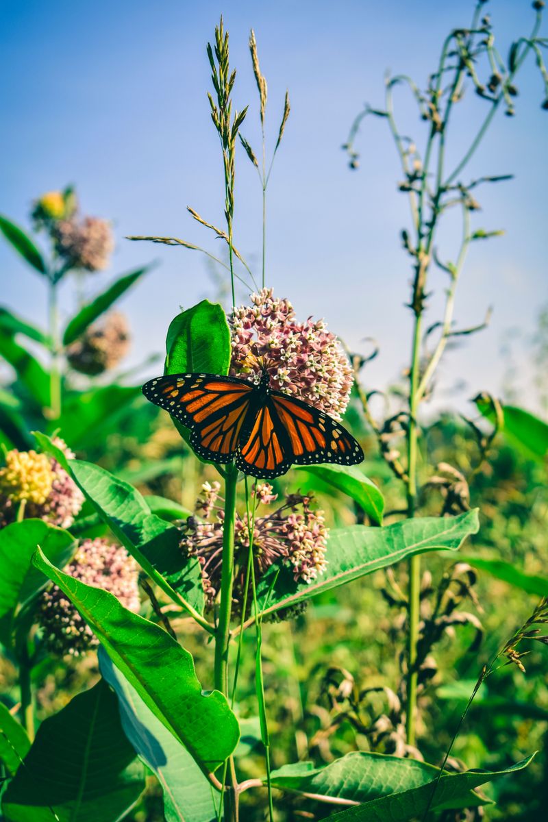 Monarch Butterflies Depend Entirely On This Species