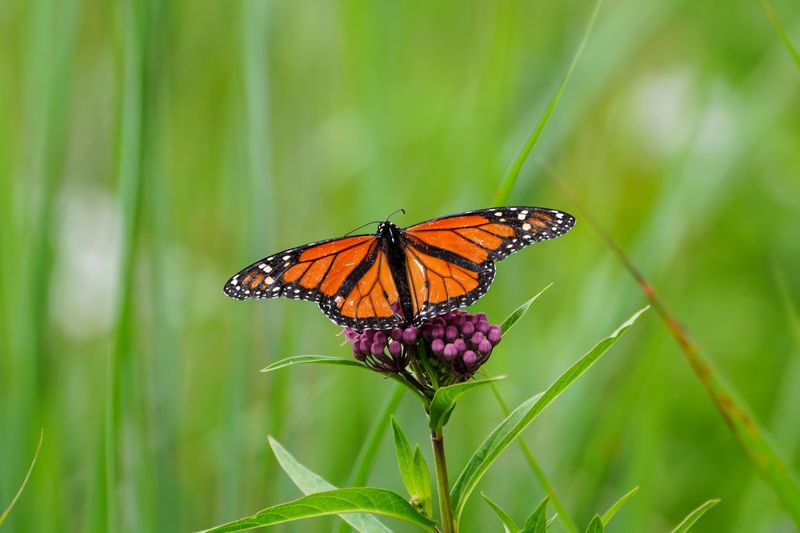 Monarch Butterflies