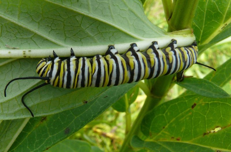 Monarch Caterpillars Can Use It Just Like Other Native Milkweeds