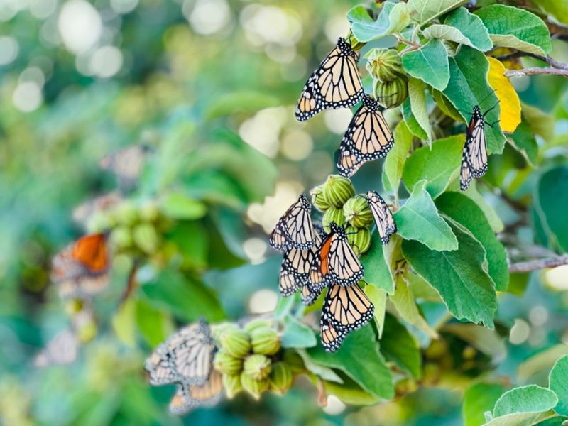 Monarch Migration Reaches Its Kansas Peak In Mid-September