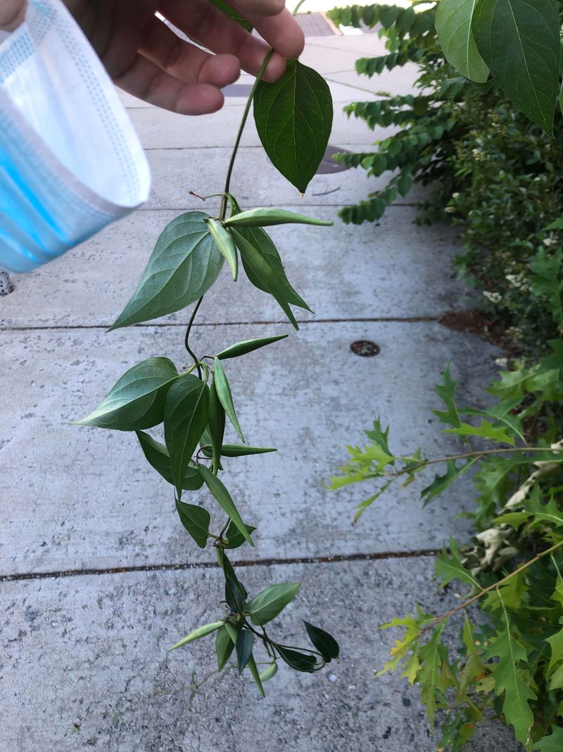 Monarchs Can Mistake It For The Milkweed They Need