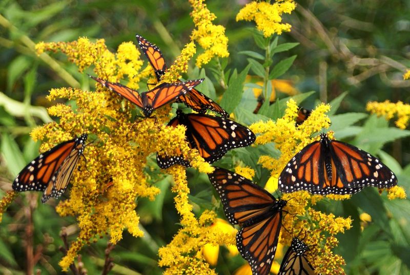 Monarchs Get A Fall Nectar Boost