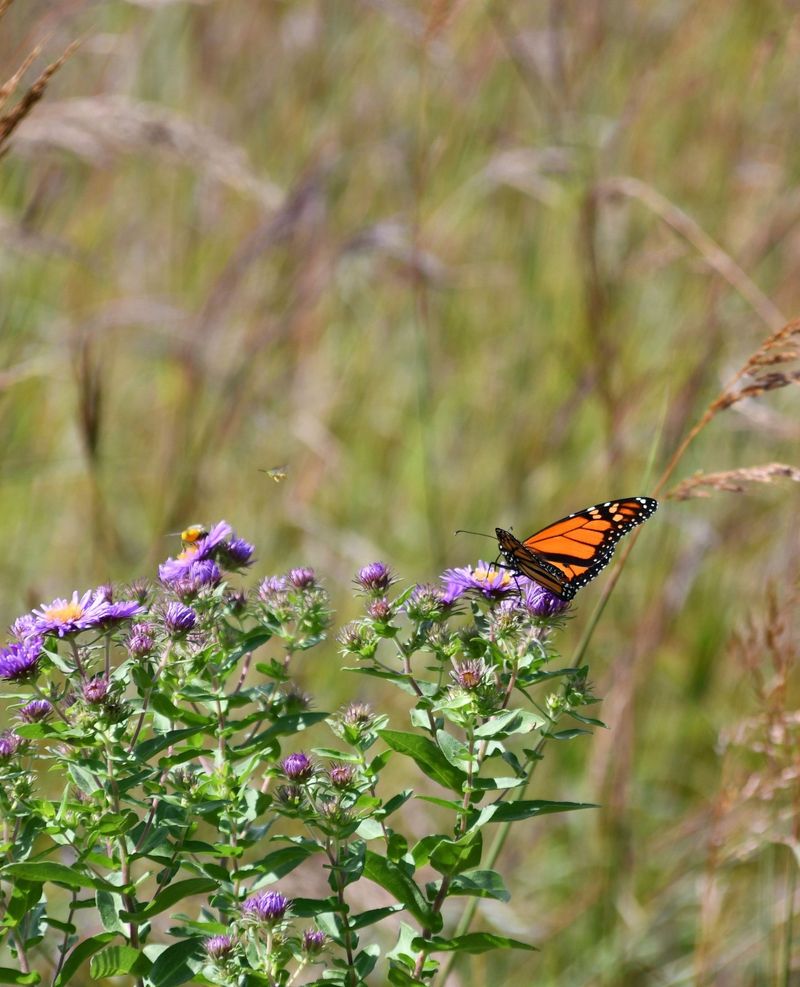 Monarchs Need Fuel For Their Fall Journey Monarchs Need Fuel For Their Fall Journey