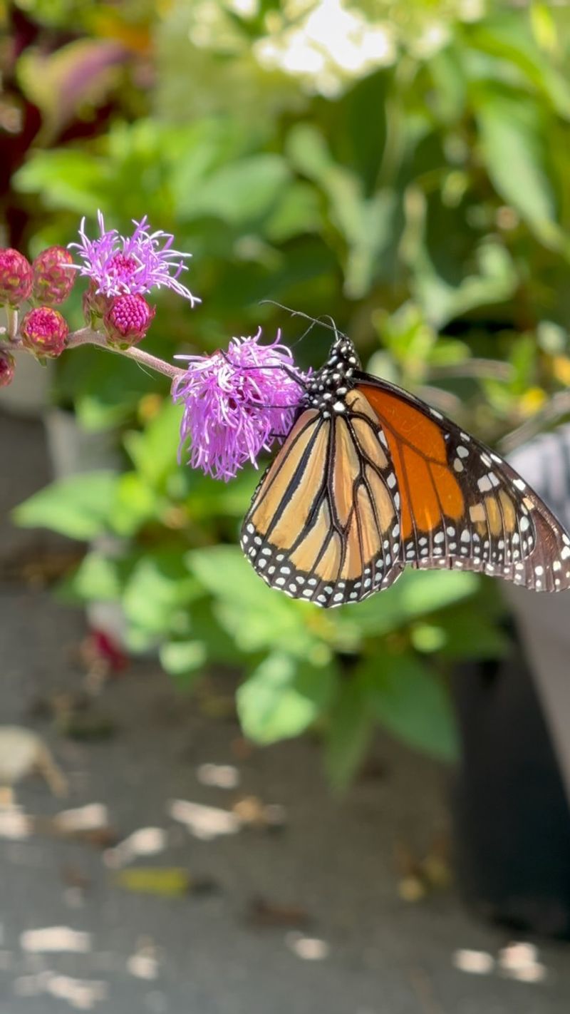 Monarchs Use Nectar To Fuel Migration
