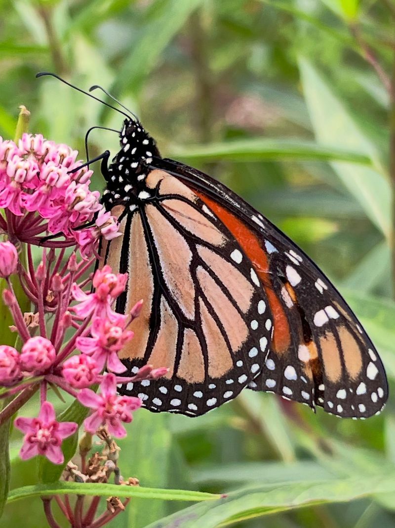 Monarchs Using It For More Than Just Nectar Monarchs Using It For More Than Just Nectar