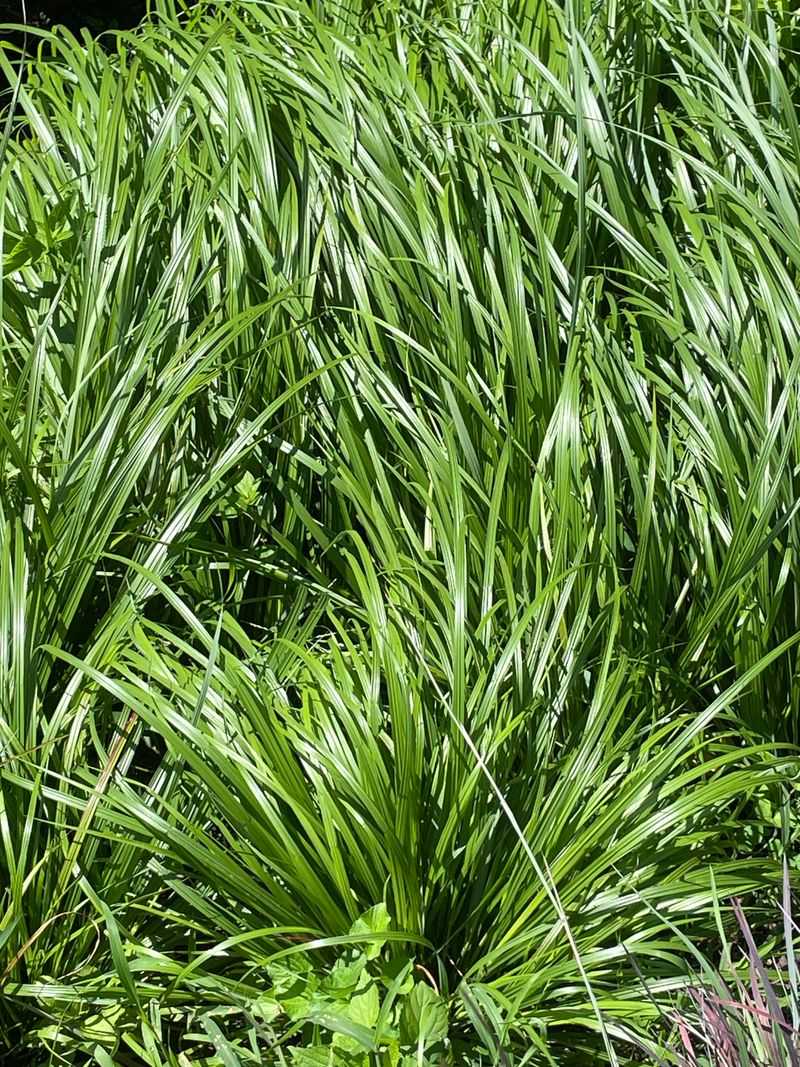 Mondo Grass Staying Tidy Beneath Dense Canopies