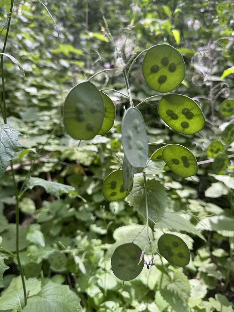Money Plant Seeds Travel Everywhere Money Plant Seeds Travel Everywhere