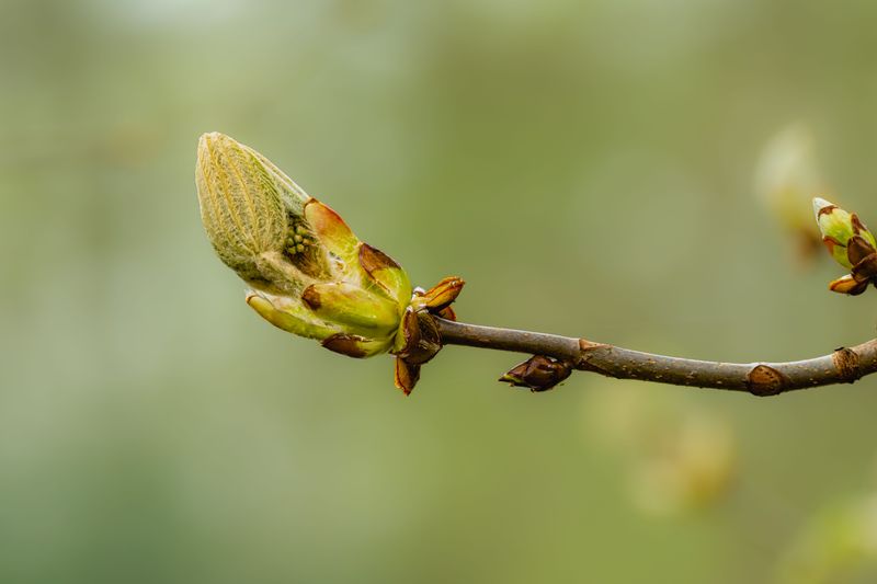 Monitor Bud Scales For Sheltering Mites