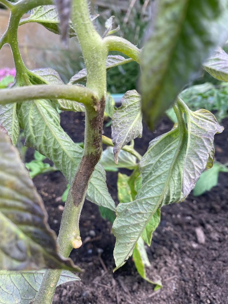 Monitor For Early Blight And Septoria Leaf Spot Monitor For Early Blight And Septoria Leaf Spot