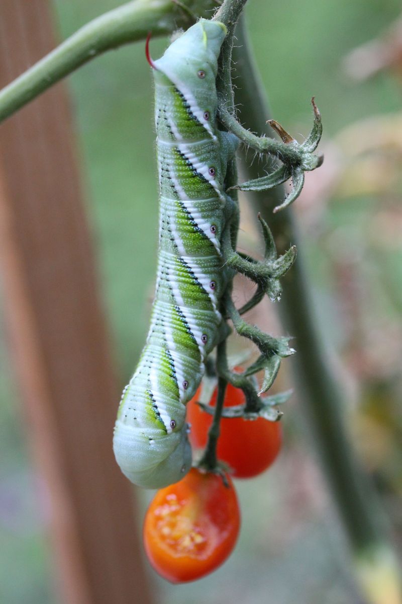 Monitor For Hornworms And Blight Monitor For Hornworms And Blight