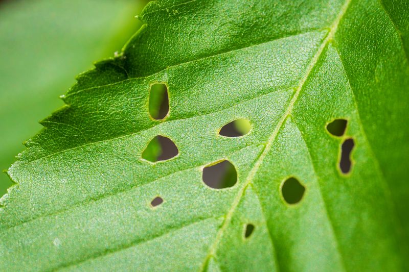 Monitor For Pests Weakening Tree Vigor Monitor For Pests Weakening Tree Vigor
